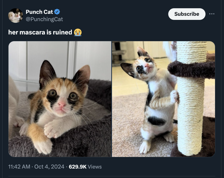 kitten - Punch Cat her mascara is ruined Views Subscribe